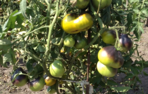 Томат - "Контраст Фландрии".