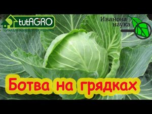 БОТВА СИДЕРАТ КОМПОСТ. Оставляем ботву на грядках или лучше не надо?