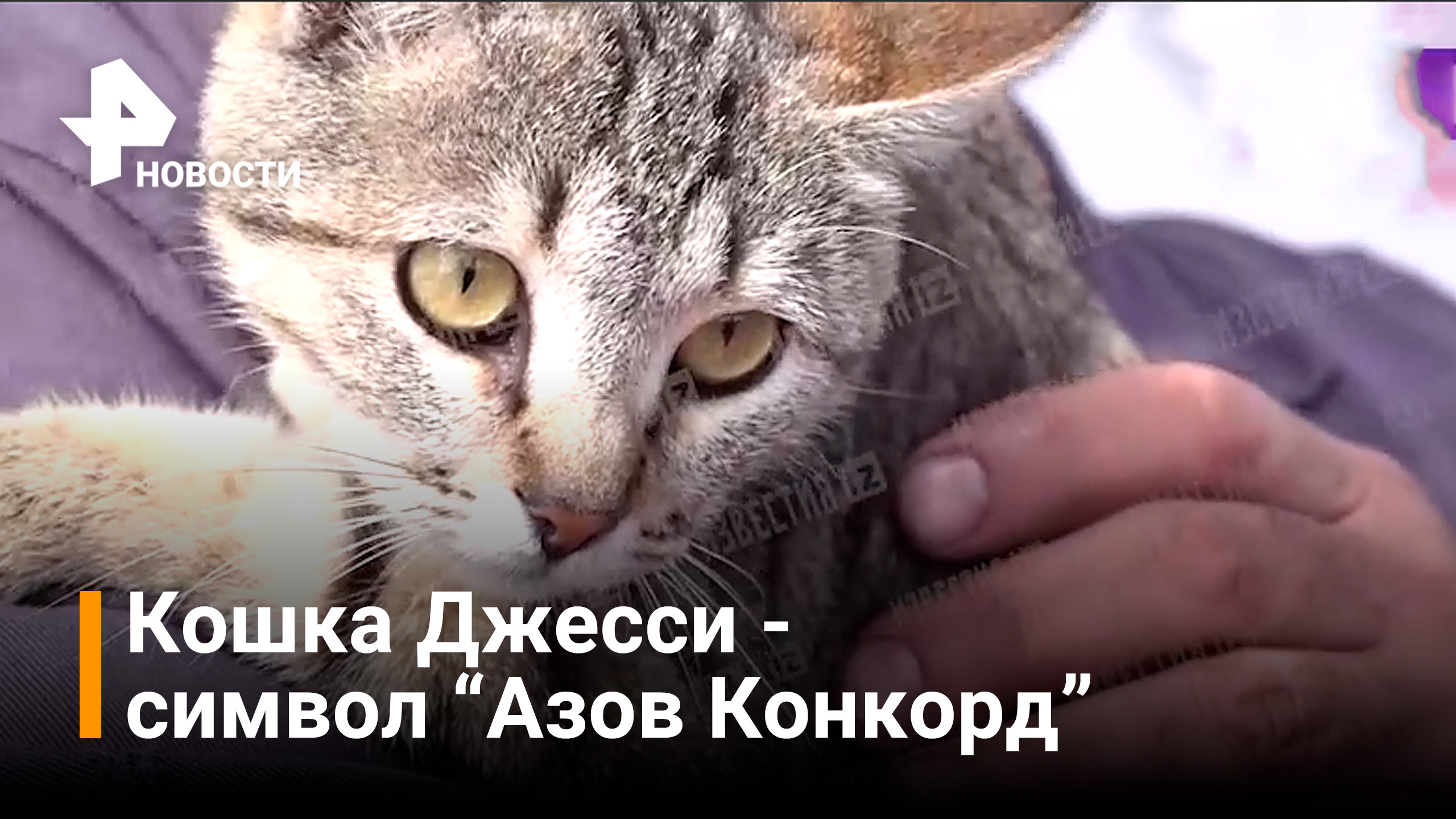 Кошка Джесси стала символом судна "Азов Конкорд" / РЕН Новости