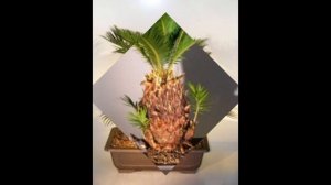 COCO - Sago Palm Bonsai Plant