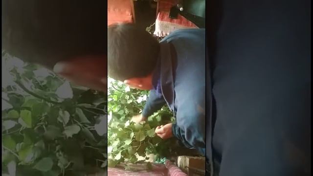 Сбор и заготовка банных берёзовых веников смотреть онлайн