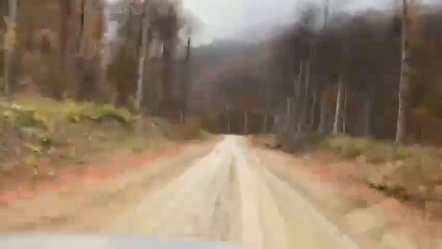 дикая природа #чеченская республика