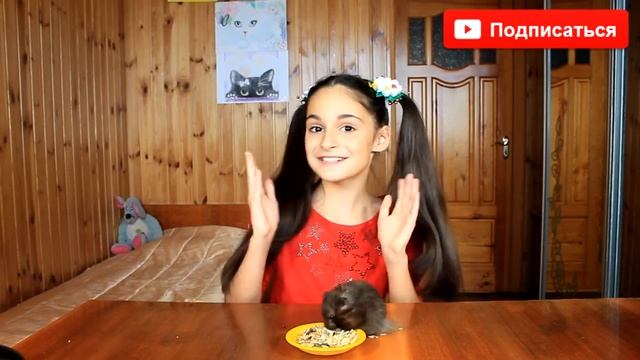 ЧЕРНЫЙ ХОМЯК КАКОГО ОН ВИДА / КАКАЯ ПОРОДА у черного ХОМЯКА /  BLACK HAMSTER / Алиса Изи