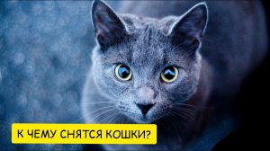 К чему снятся КОШКИ. Увидеть кошку ВО СНЕ. Толкование сна