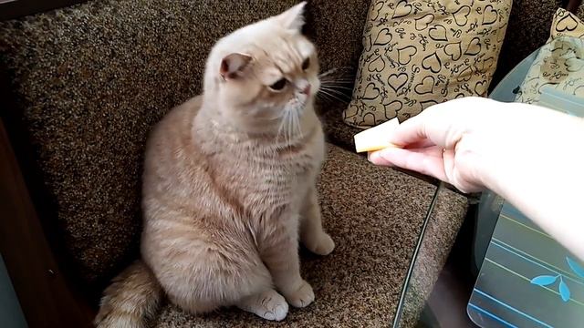 Кот! Кот и сыр! смотреть онлайн