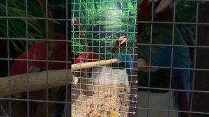 Весело и необычно: Крокодиловая Ферма в Геленджике! ?