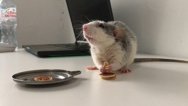 Мини-оладушки для крысы / Mini pancakes for rat. Домашняя крыса