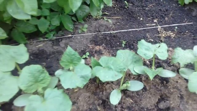 Вот так растут мои огурчики.Подкормка огурцов куриным пометом посаженные 12 июня . 1 июля 2017г. смотреть онлайн