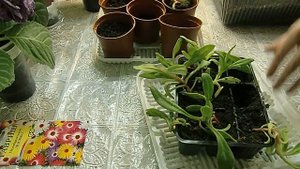 ХРУСТАЛЬНАЯ ТРАВКА - Мезембриантемум, рассаживаю ?