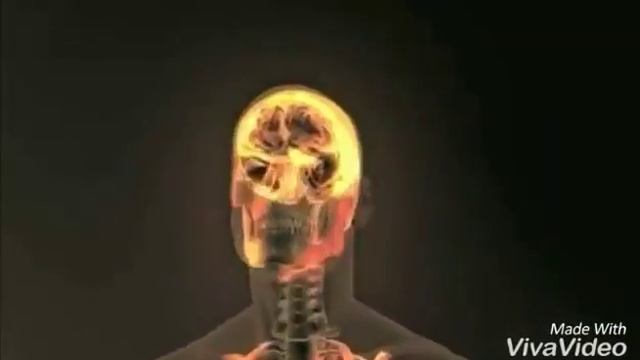 PINUS MUGHUS смотреть онлайн