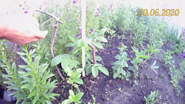 Орех сердцевидный. Выращивание орехов на Южном Урале смотреть онлайн