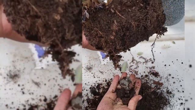 graptopetalum paraguayense cuidados de esta suculenta #huernias #suculentas #cactusysuculentas #suc смотреть онлайн