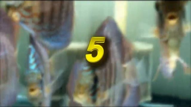 ТОП 10 Расцветок Видов Дискусов смотреть онлайн