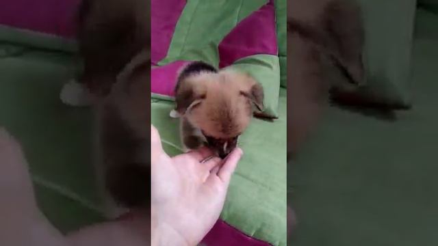 Девочка 1. Щенки-Москва.рф смотреть онлайн