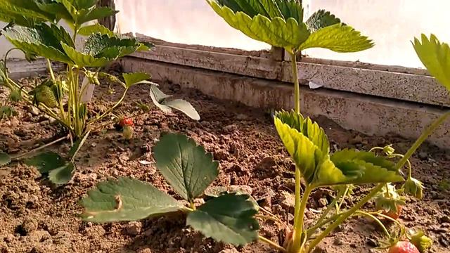 Клубника, сорт Мурано, ремонтантная. Первые плоды. 13.05.18. смотреть онлайн