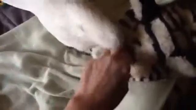 Sassy the Cockatoo смотреть онлайн