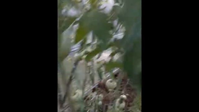 Сорт томата Трюфель смотреть онлайн