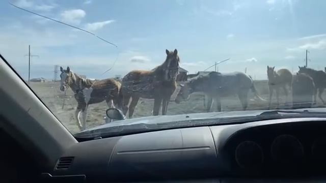 Масленица и Наурыз смотреть онлайн