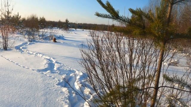 C карело-финской лайкой на разведку! смотреть онлайн