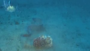 Версус! Мурена против акулы! Мурена против осьминога!