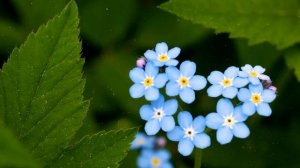 Как Выращивать Незабудки Дома