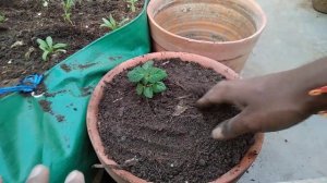 Planting Salvia, Calendula & Sweet Allysum in a Container...