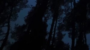 Отдых в лесу