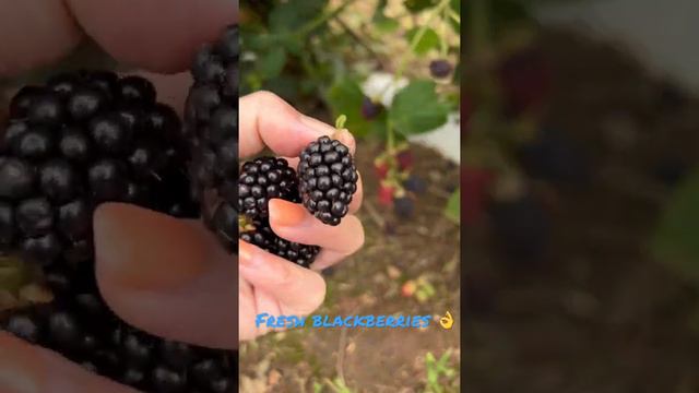 Picking Fresh Blackberries @HuntleyBerryFarm#countryside🇦🇺#weekendvibes#summer2022