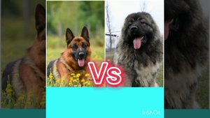 Немецкая овчарка vs кавказский волкодав: кто победит?