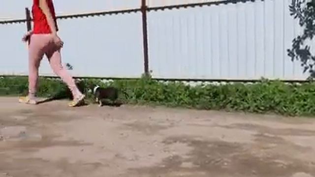 Щенок Бостон Терьера, продается смотреть онлайн