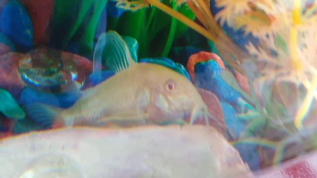 Сомик Коридорас альбинос смотреть онлайн