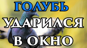 Если голубь ударился в окно и улетел - примета ? - Маг Fose