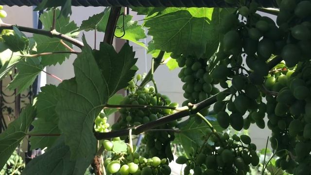 Почему так МНОГО винограда !!!Лопата золы...осенью и весной ! смотреть онлайн