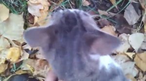 Гуляю с котом