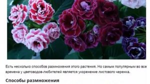 Глоксиния. Как вырастить и ухаживать за глоксинией в домашних условиях.