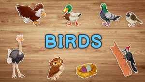 Birds Vocabulary in English (Названия птиц на английском)