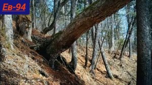 Амурский тигр или Уссурийский тигр .