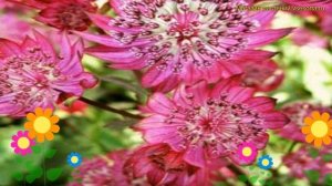 Астранция большая Кларет. Краткий обзор, описание характеристик astrantia major-hybr. Claret
