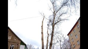 Обрезка тополей в Московской области