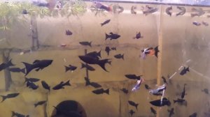 Черные моллинезии и гуппи.