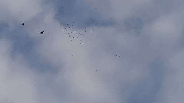 100 николаевских чубатых голубей в небе. 29 ноября 2022 г. смотреть онлайн
