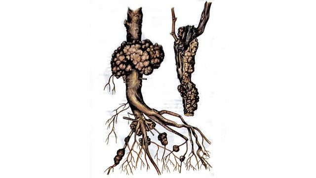 @Начинающему дачнику Корневой рак смотреть онлайн