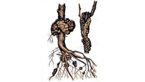 @Начинающему дачнику  Корневой рак