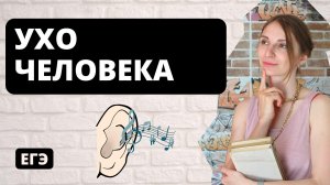 Ухо человека. Строение уха