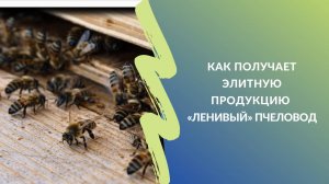 Зрелый мёд по 5000 руб./кг: как получает элитную продукцию «ленивый» пчеловод