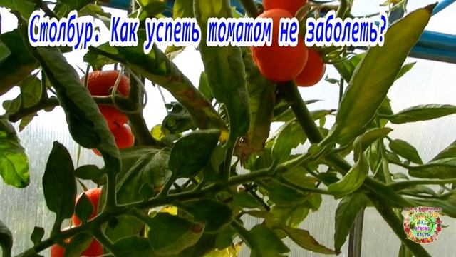 Столбур.  Как успеть томатам не заболеть?