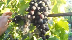 Старый сорт винограда Победа