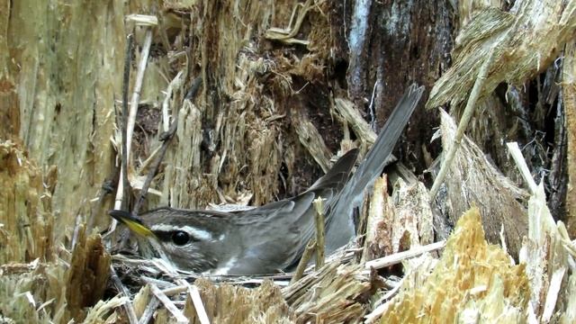 Гнездо дрозда на пеньке, Белобровик смотреть онлайн