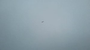 Самодельный радиоуправляемый самолет из пенопласта. Полет.И небольшая оплошность