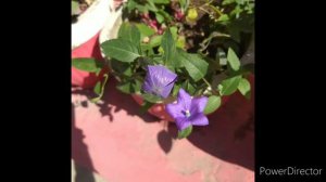 Perfect balloon bud to beautiful balloon flower/ short time lapse/fuji blue flower blooming video